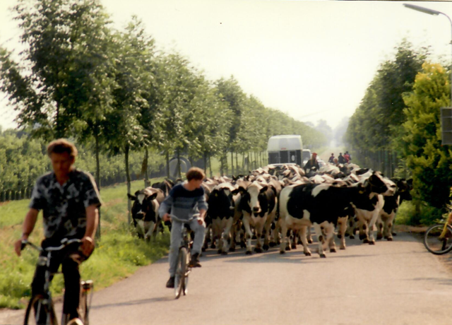 1994