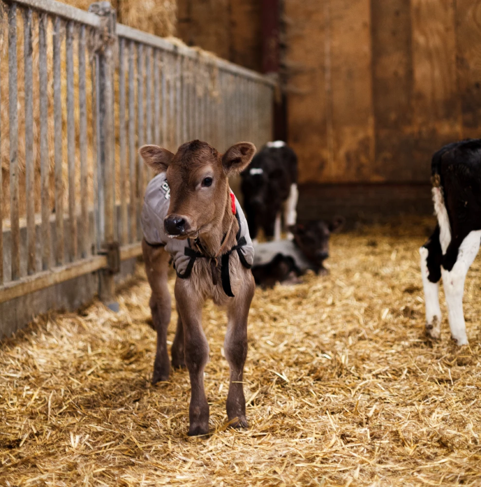 Koeien op de boerderij